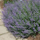 Nepeta Walkers Low Catmint