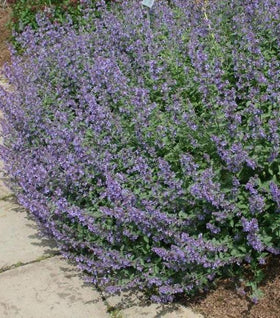 Nepeta Walkers Low Catmint