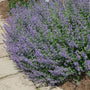 Walker’s Low Catmint in full bloom with lavender-blue flowers and silvery-green foliage in a sunny garden.
