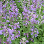 Close-up of Walker’s Low Catmint flowers with bees collecting nectar on lavender-blue spikes.