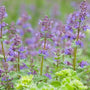 Nepeta walkers low purple flowers