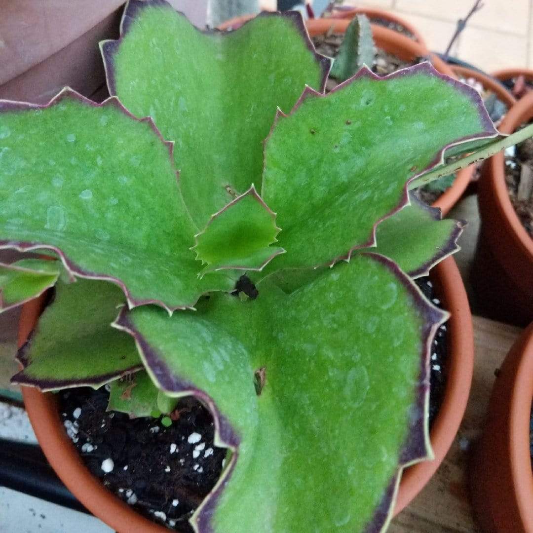 Buy Walking Kalanchoe Plants Online | Free Shipping Over $99