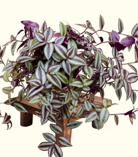 Wandering Jew Plant