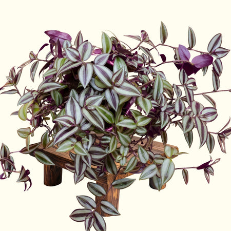 is a wandering jew an indoor or outdoor plant Dutch Country Classics Live Wandering Jew Plant, 4" Pot