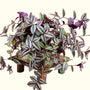 Wandering Jew plant with purple and green leaves on a white background