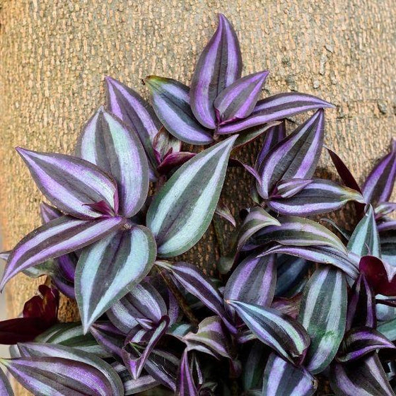 detailed view of Wandering Jew Plant