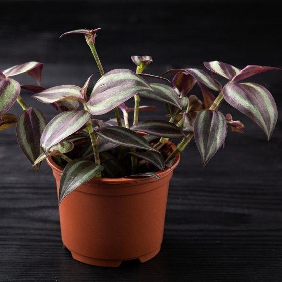close view of Wandering Jew Plant