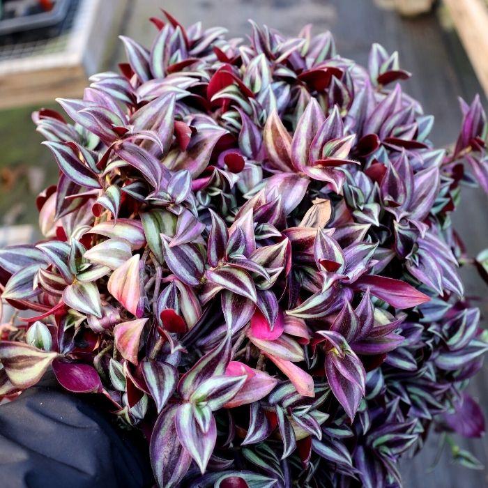 best type of pot for wandering jew plant Dutch Country Classics Live Wandering Jew Plant, 4" Pot