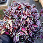 Wandering Jew Plants succulent purple, light green and dark green trailing foliage