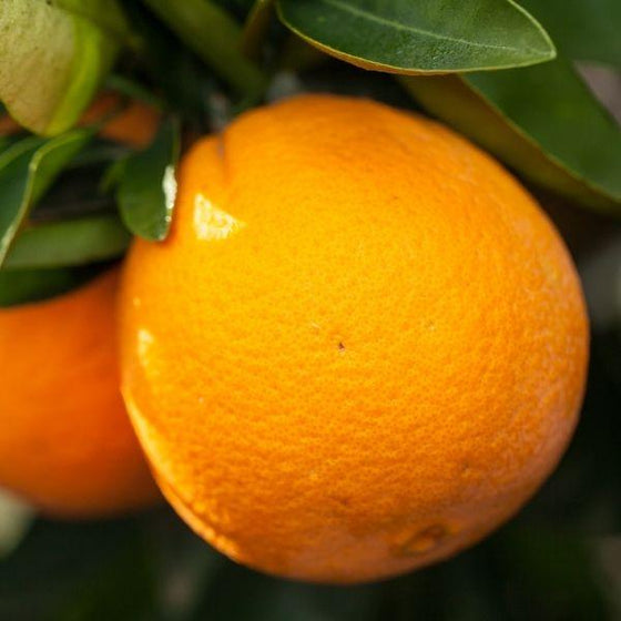 https://gardengoodsdirect.com/cdn/shop/files/washington-navel-orange-tree-28113720868906_560x560_crop_center.jpg?v=1695403320