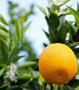 Washington Navel Orange Tree