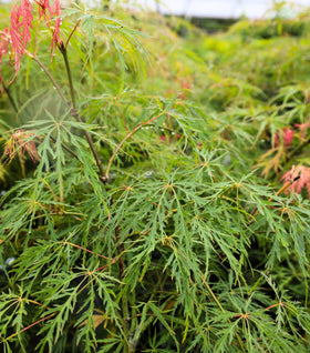 Waterfall Japanese Maple