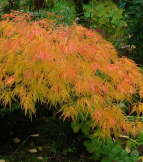 Waterfall Japanese Maple