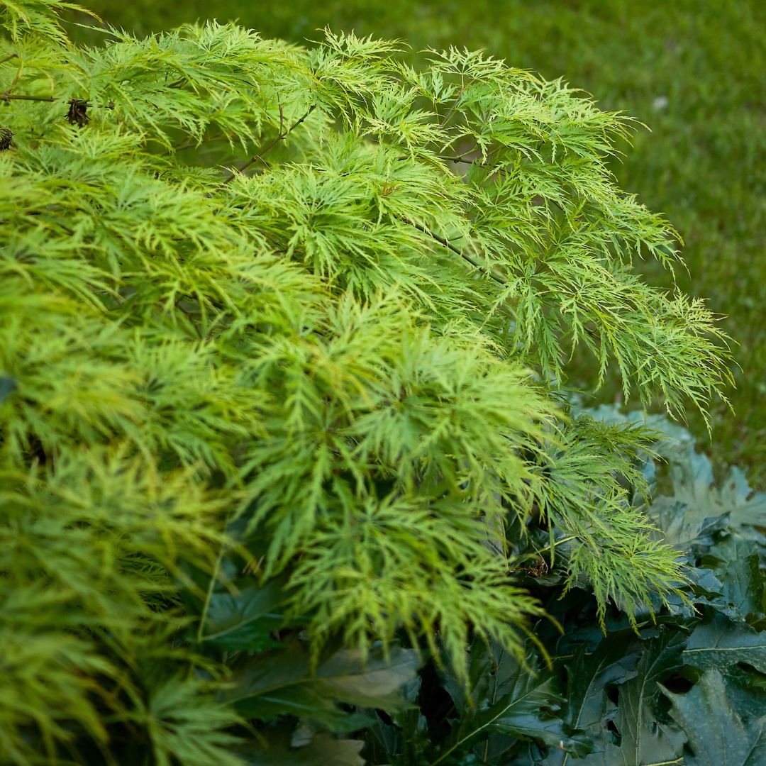 Green Lace Japanese Maple Tree