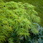 Waterfall Japanese Maple Trees with a weeping growth habit