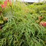 close up view of vibrant new growth on Waterfall Japanese Maple Tree
