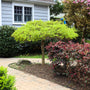 vibrant virdis japanese maple growing in the early spring landscape