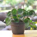 Watermelon Peperomia Indoor Houseplants for Sale