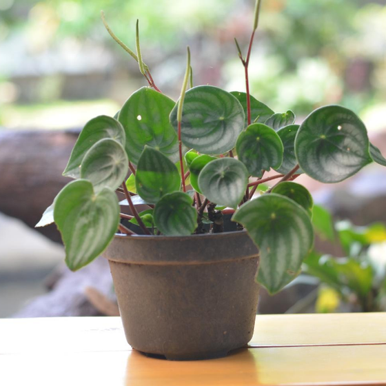 watermelon peperomia indoor plant Watermelon Peperomia