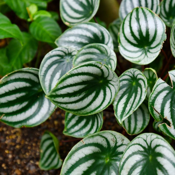 watermelon pothos Buy Watermelon Peperomia Plants Online