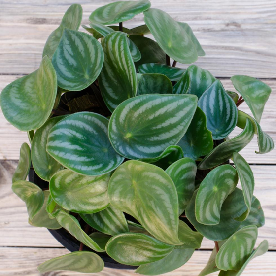 watermelon pothos plant Buy Watermelon Peperomia Plants Online