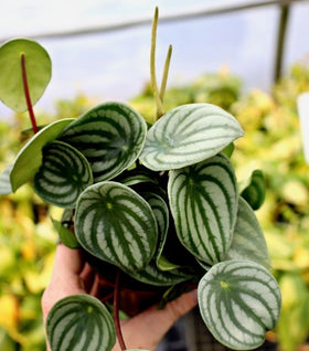 Watermelon Peperomia