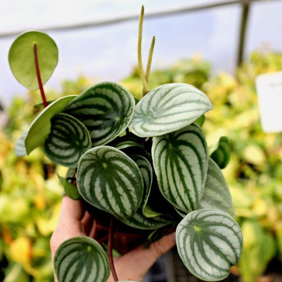 watermelon peperomia
