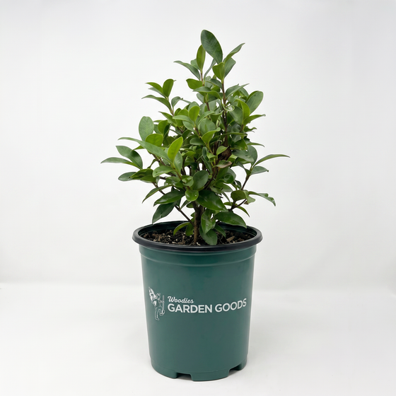 A potted green leafy plant in a dark green nursery pot with the brand name 'Woodies GARDEN GOODS' printed on the front, set against a plain white background.