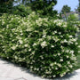 Ligustrum recurvifolium white spring flowers