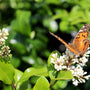 wavy leaf privet ligustrum flowers and pollinator