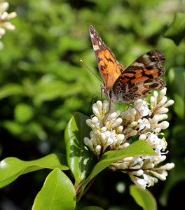 Wavy Leaf Ligustrum