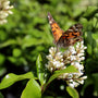 wavy leaf privet ligustrum flowers and pollinator shrub