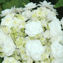 closer look of Wedding Gown Hydrangea creamy white flower cluster in full bloom