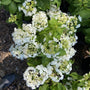 Wedding Gown Hydrangea Lacecap flower cluster in early stages ready to bloom