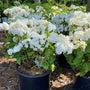 pure white wedding gown hydrangea in full bloom