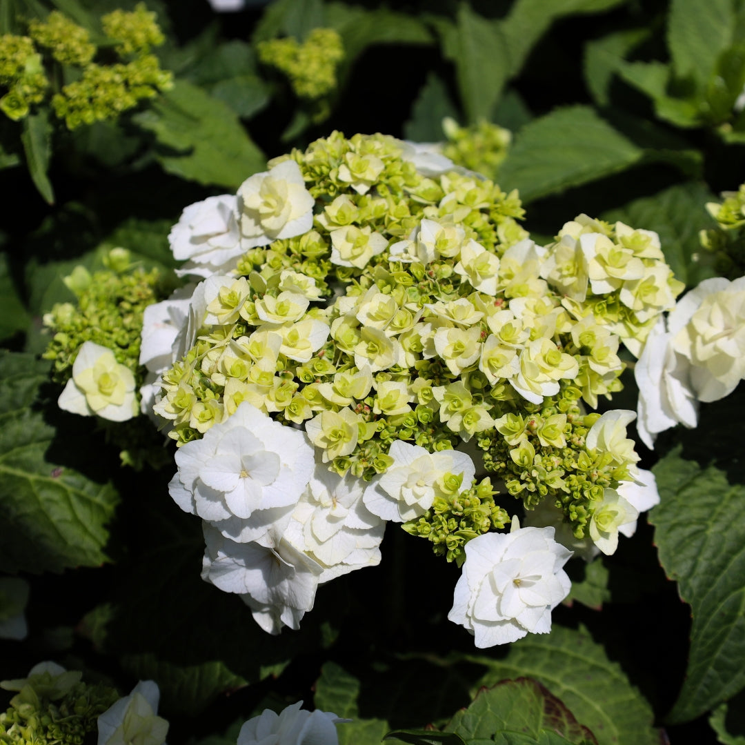 Hydrangea macr. Wedding Gown Wedding Gown 10+ | Hydrangea | Hydrangea macr.  | Flowering indoor plants | Flowering plants | All products | OZ Planten