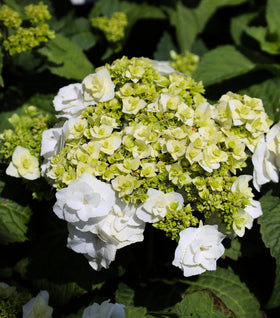 Wedding Gown™ Hydrangea