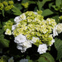Wedding Gown Hydrangea Lacecap flower cluster with white blooms
