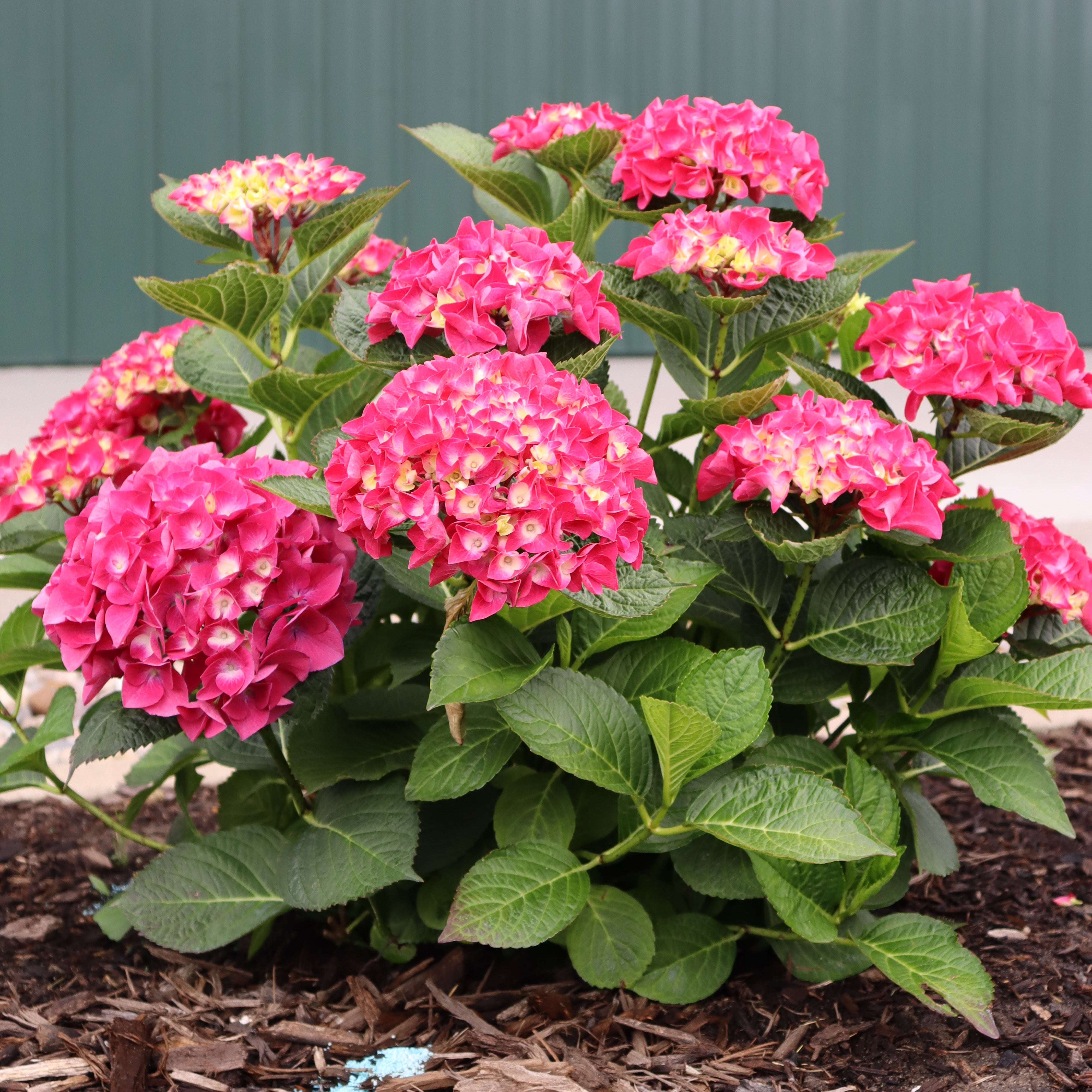 Wee Bit Giddy® Hydrangea for Sale | Dwarf Mophead Blooms