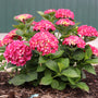 A cluster of vibrant pink hydrangea blooms with green leaves growing in a mulched garden bed against a dark green corrugated metal wall.