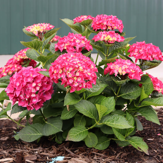 A cluster of vibrant pink hydrangea blooms with green leaves growing in a mulched garden bed against a dark green corrugated metal wall.