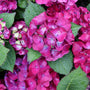 Close-up of vibrant pink hydrangea blooms with deep green leaves filling the frame.