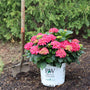 A potted plant of bright pink hydrangeas with green leaves sits on a bed of mulch next to a shovel, with green shrubs in the background. The pot is branded with 'PW'.