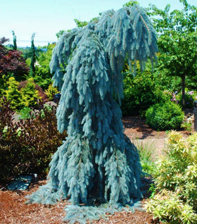 Weeping Blue Spruce