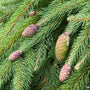 weeping norway spruce tree with green needles and pinecones