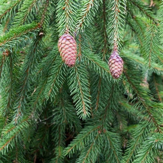 weeping norway spruce tree with 2 pinecones and weeping branches of green needles