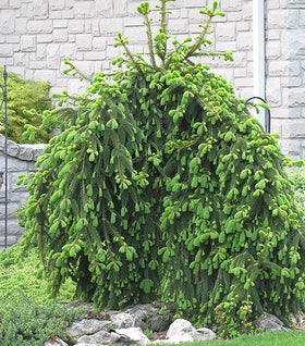 Weeping Norway Spruce