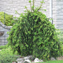 mature Weeping Norway Spruce tree in a garden
