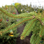 close up of evergreen foliage on weeping norway spruce tree