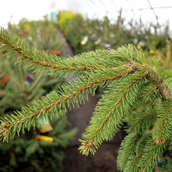 Weeping Norway Spruce Trees for Sale | Garden Goods Direct